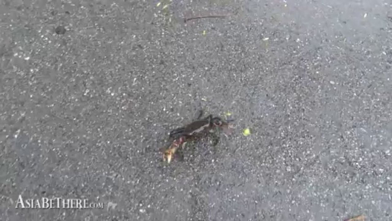 River Crab on the way to Palau Waterfall, Kaeng Krachan National Park