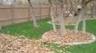 Funny siberian husky playing in leaves