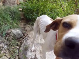 Dog Rescue Thumbelina Qrendi AAA Malta