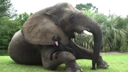 Elephant and Dog - Bubbles and Bella Best Friends