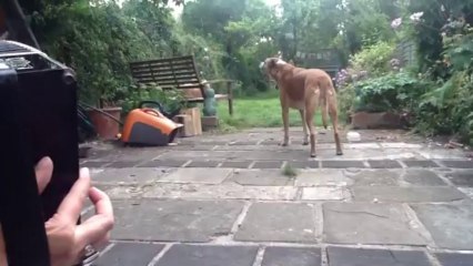 Jessie the dog sings along to accordion!