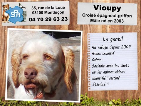 Vioupy, croisé griffon : adopté
