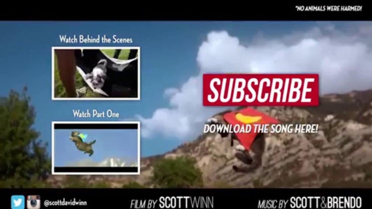 Flying Kittens vs. Flying Puppies (Slow Motion Battle)