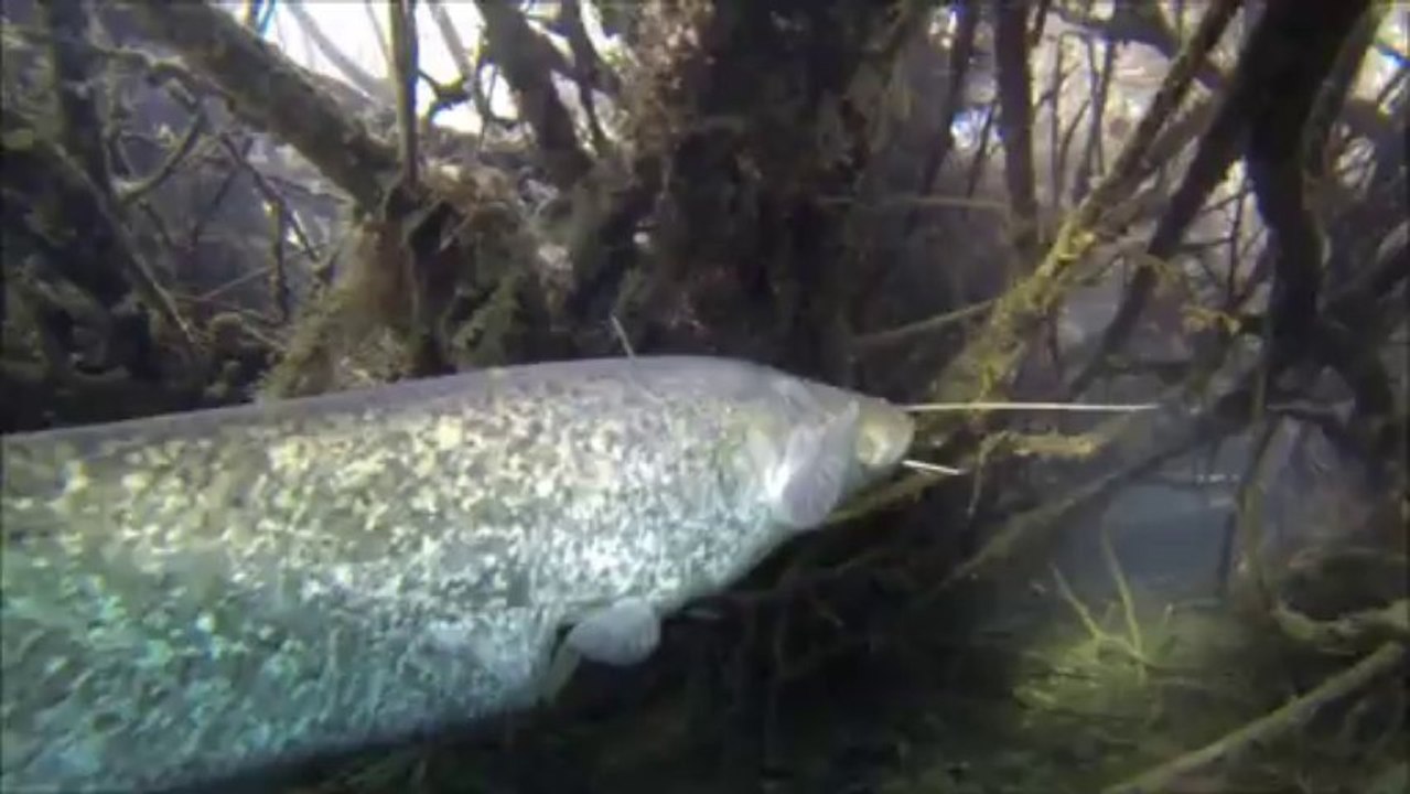 Le siliure de Leutesheim