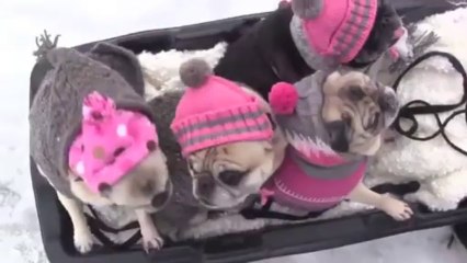 Cutest Pugs Snow Sledding Party