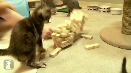 Kitty learns how to play Jenga, plays DIRTY.