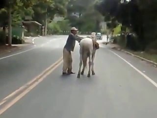 Drunk man trying to climb on a horse... So funny!!
