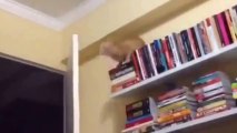Cat fall from a door. So ridiculous fail!