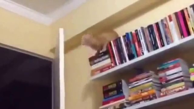 Cat fall from a door. So ridiculous fail!