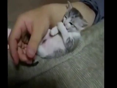 15 Most funny animals: puppies, kittens, birds, hippos, dogs, parrots, cows, owls...