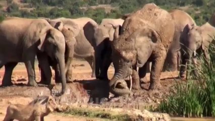 Baby Elephant Screams for Help