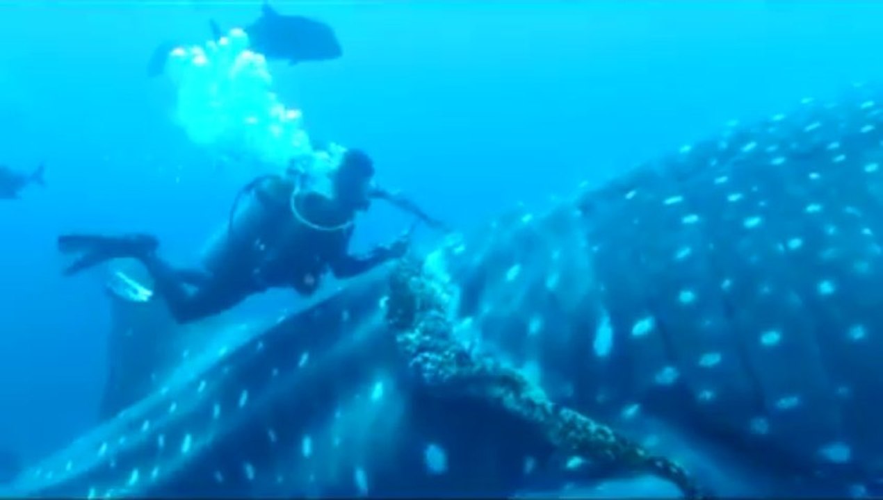 Whale Shark Rescue