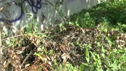 MICHOU W-D.D. : PROMENADE AUTOUR DU STADE NAUTIQUE - 14 SEPTEMBRE 2013.