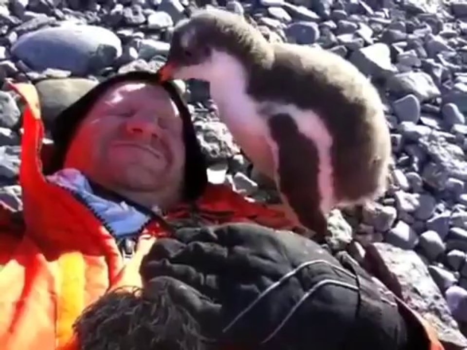 Baby Penguin Meets Human For First Time