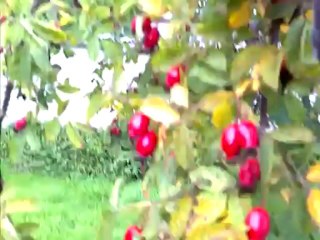 Foraging for rosehips in Our friends neighborhood