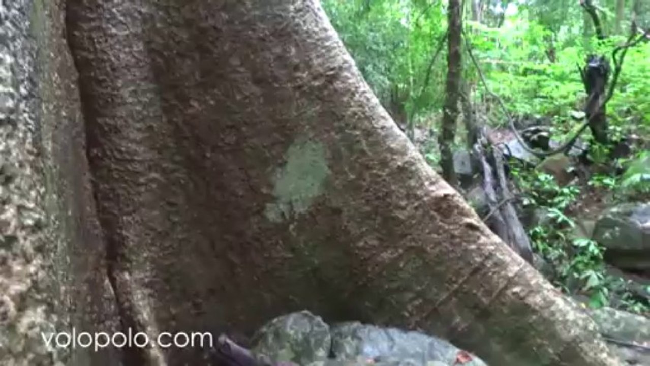 Tree in Palau Waterfall, Kaeng Krachan National Park