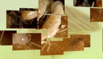 Exterminators of Bed Bugs in Decatur, TX