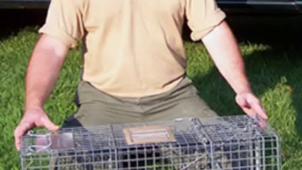 Wildlife Control - Mice & Rodent Removal CT