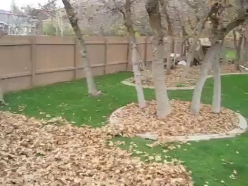 Un chien s'amuse dans les feuilles mortes