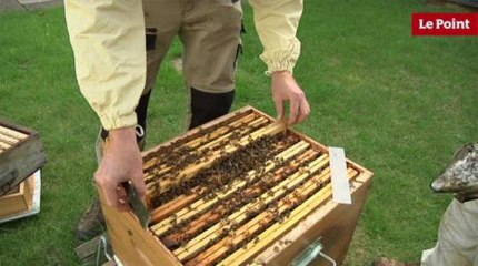 L'apiculture urbaine, ou comment faire du miel en ville