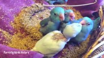 Hand-Feeding Baby Pacific Parrotlets - Parrotletbirds.com