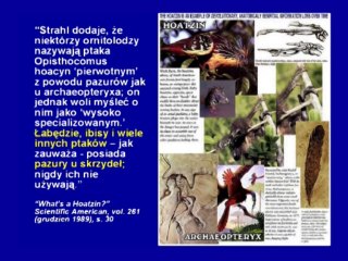 Ptaki - stworzone przez Boga czy wynik ewolucji z dinozaurów?