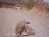 Kaplumbağa Çiftleşmesi  18 Haneye Tecavüz