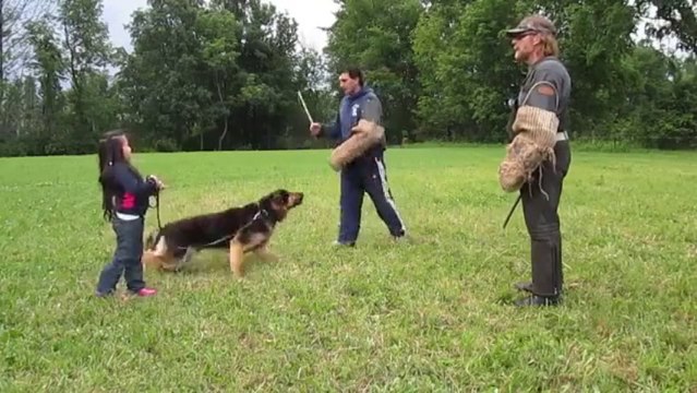 5 YEAR OLD GETTING PROTECTED BY HER GERMAN SHEPHERD FROM 2 BAD GUYS .