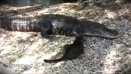 gato e crocodilo - EMBRULHA.com
