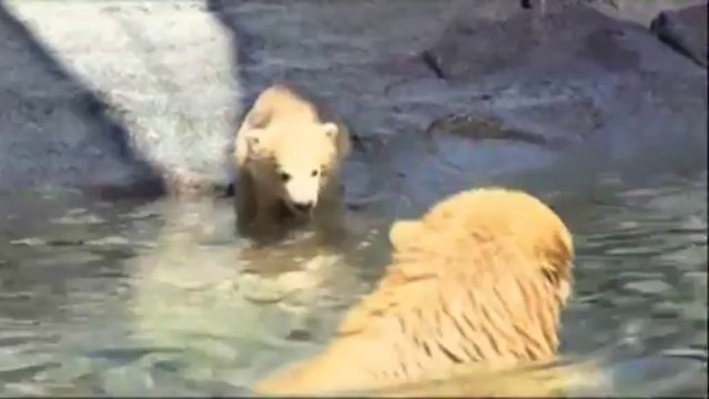 Première apparition du bébé Ours au Zoo de Sea World! Trop mignon!