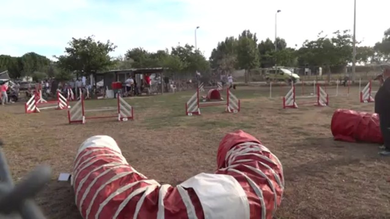 jumping + au concours d'agility de Fabregues