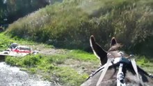 Attelage Pipo les arrêts