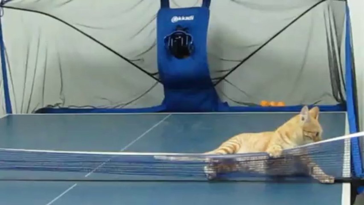Un chat joue au ping pong