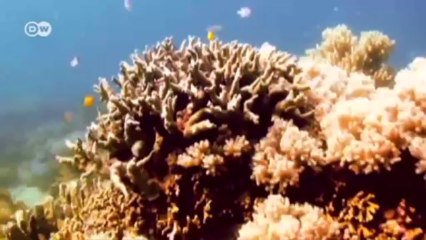 La pesca en transición | Ideas globales