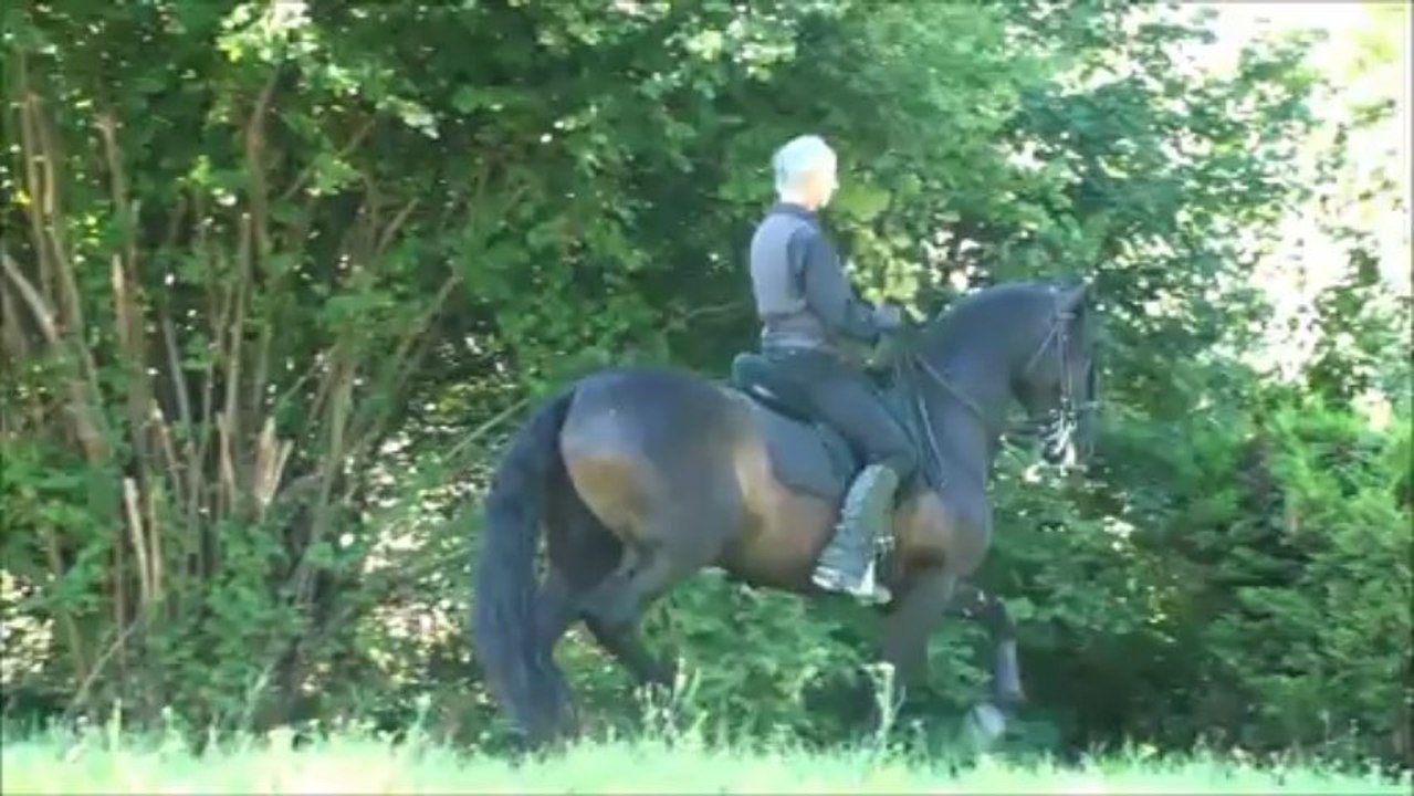 Passage piaffer Sueno et Olivier