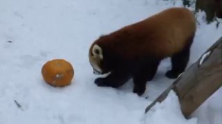かぼちゃに体当たり☆円山動物園レッサーパンダ