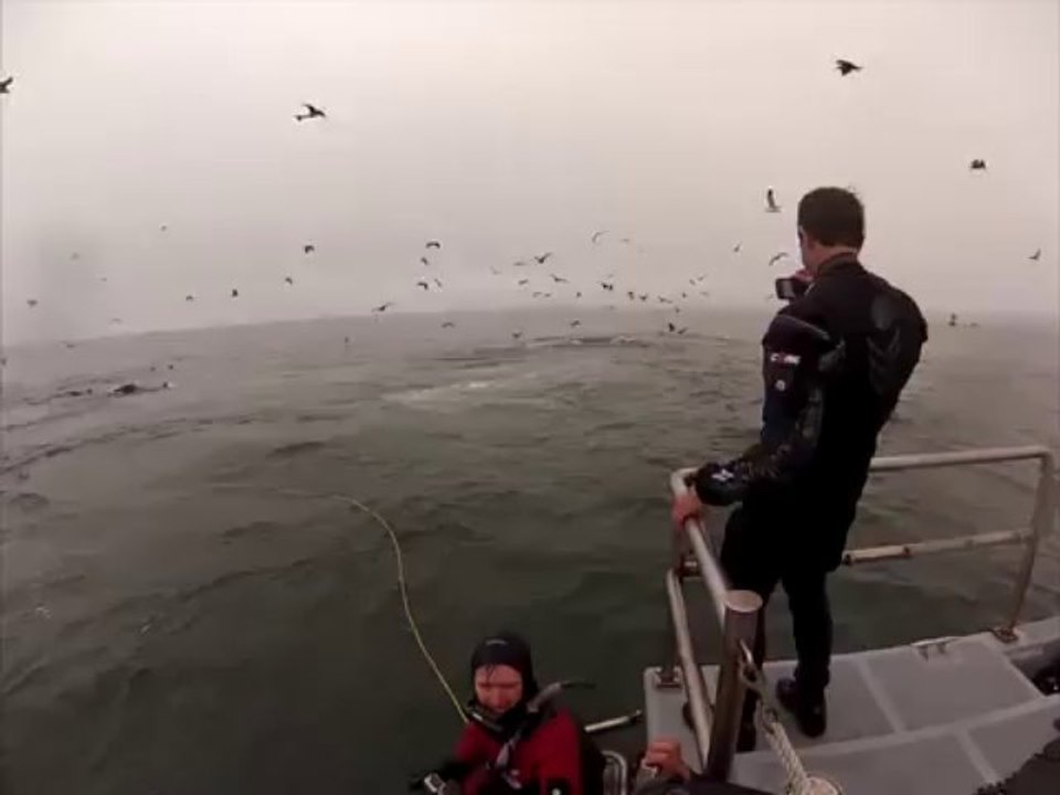 Whales almost eat Divers (Original Version)