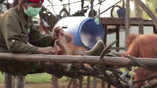 Orangutan Baby Rickina!