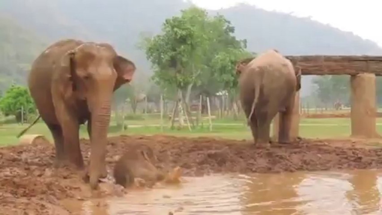 Baby Elephant Navann's Outing