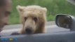 5 Crazy Things That Can Only Happen in Russia! Car crash, bears and crazy guys...