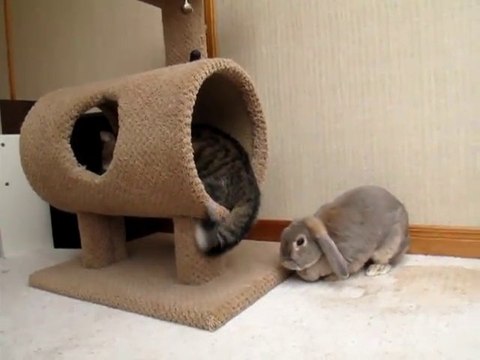 Bunny attacks cat. So funny!