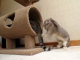 Un lapin attaque un chat... Enorme!