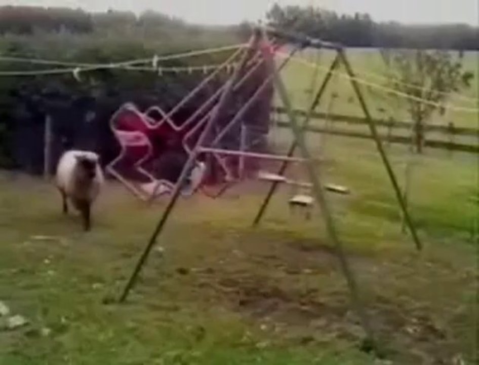 Angry Sheep