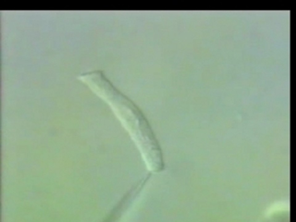 Cellule dansante