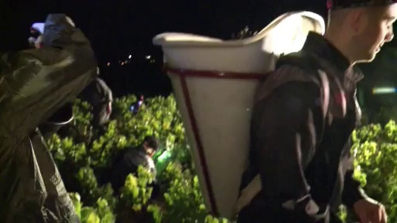 Vendanges nocturnes à Chénas dans le Beaujolais