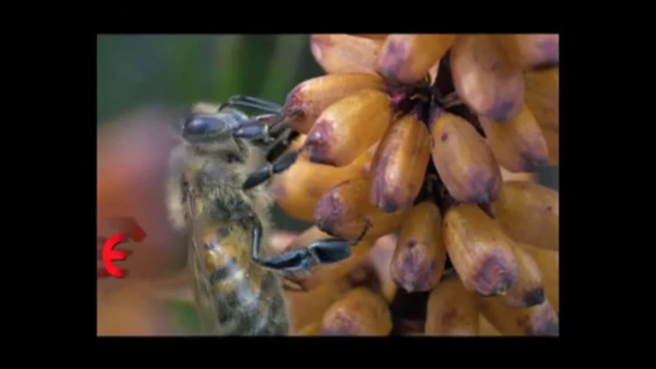 Aşkların Aşkı (Serdem Coşkun)    (www.gokkusagifm.net)