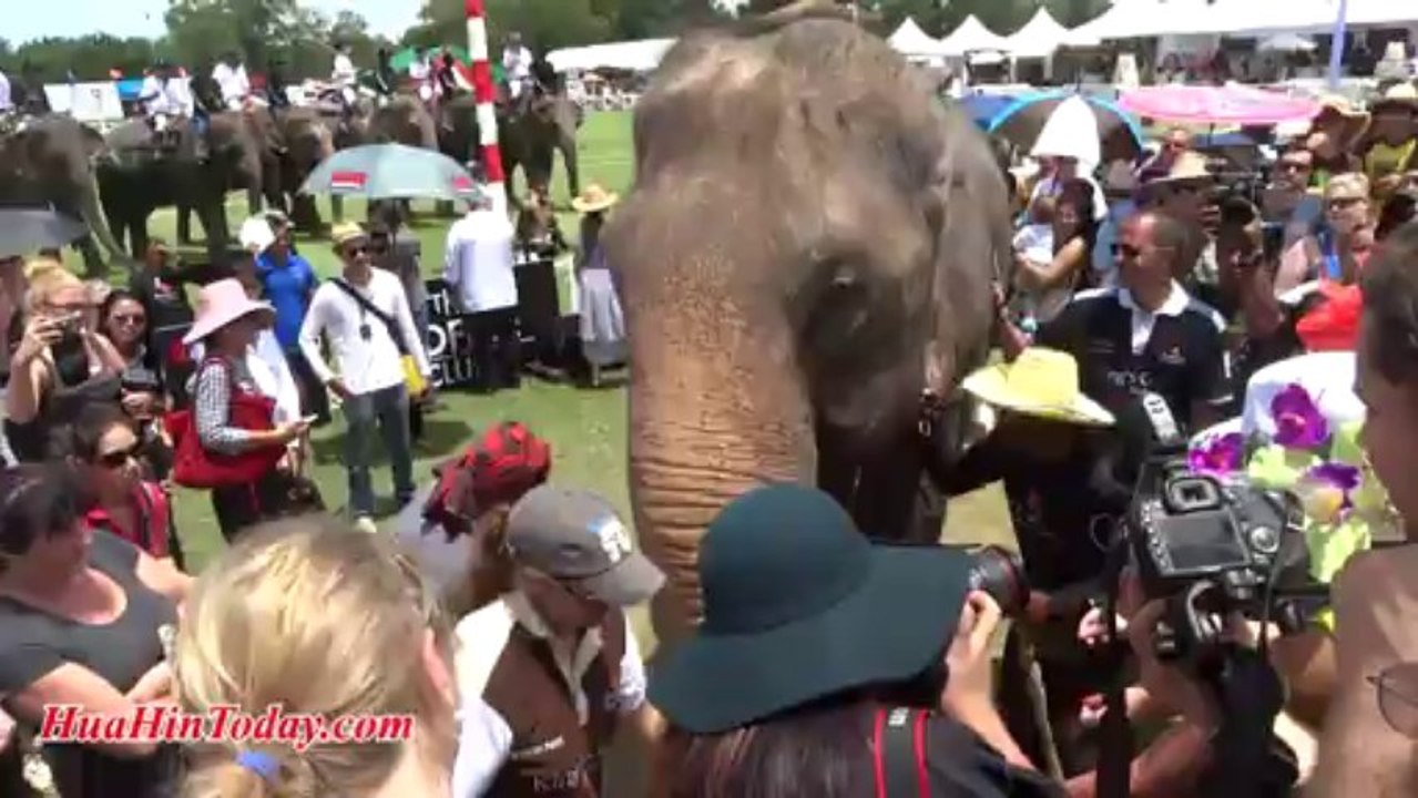 Hua Hin Today - Elephant at Anantara Elephant Polo 2013