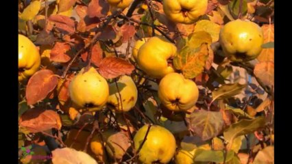 BRITNEY SPEARS Fantasy სუნამო სპრეი