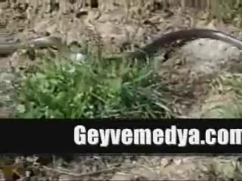 geyve bağlarbaşı köyü yılanla dans