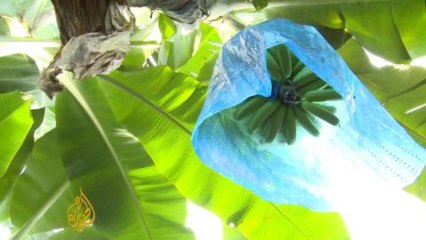 Costa Rica aims to become first green nation